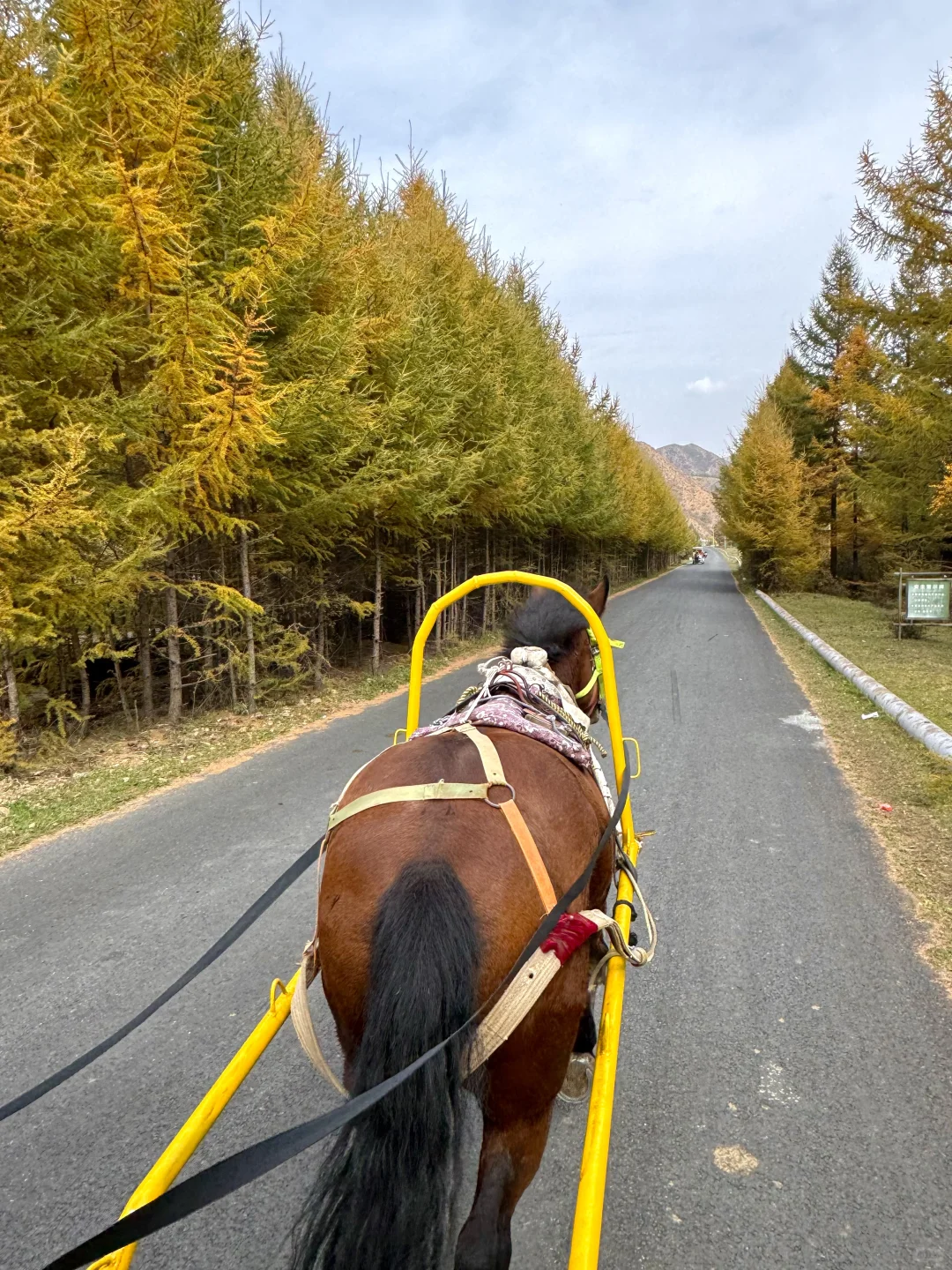 石家庄出发！这么美的童话杉林没人知道🍂