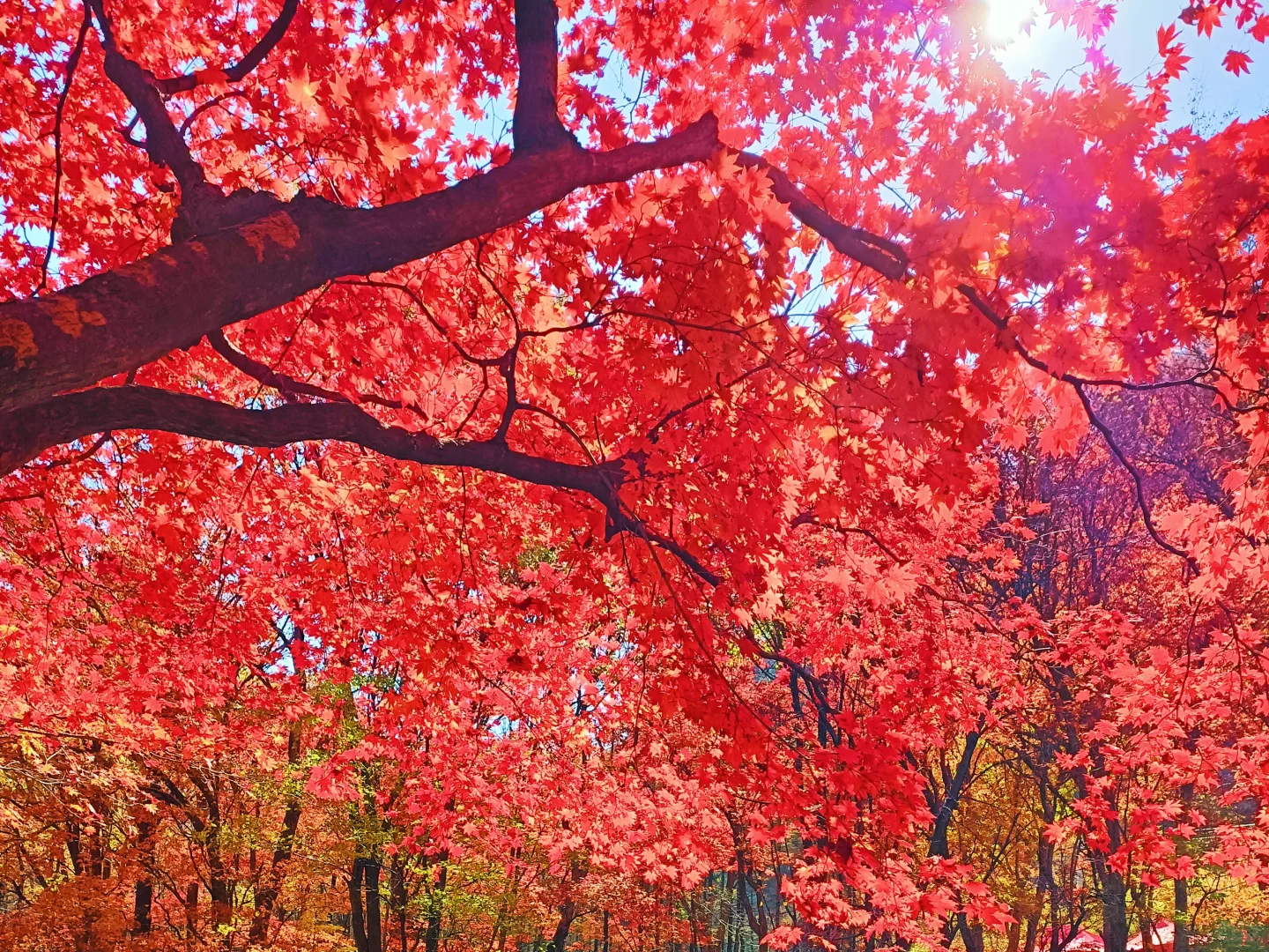 辽宁赏秋|本桓公路免费冷门拍照点详解