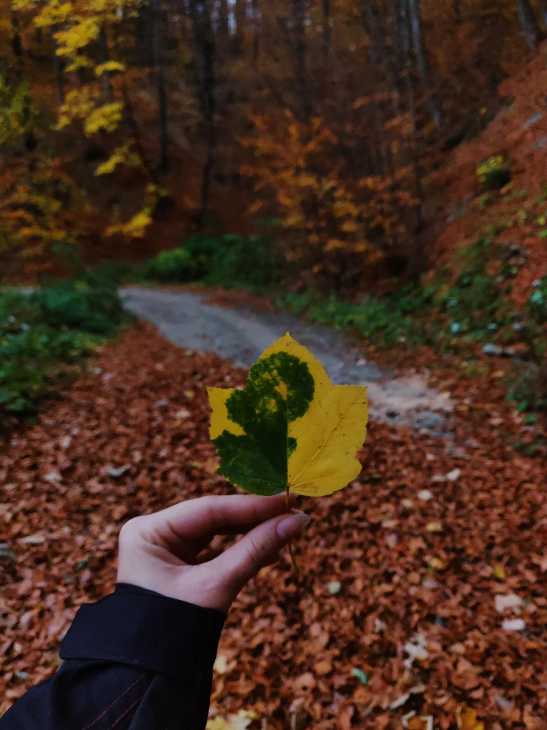 接下来的北平之秋🍂这几个地方便是人间天堂