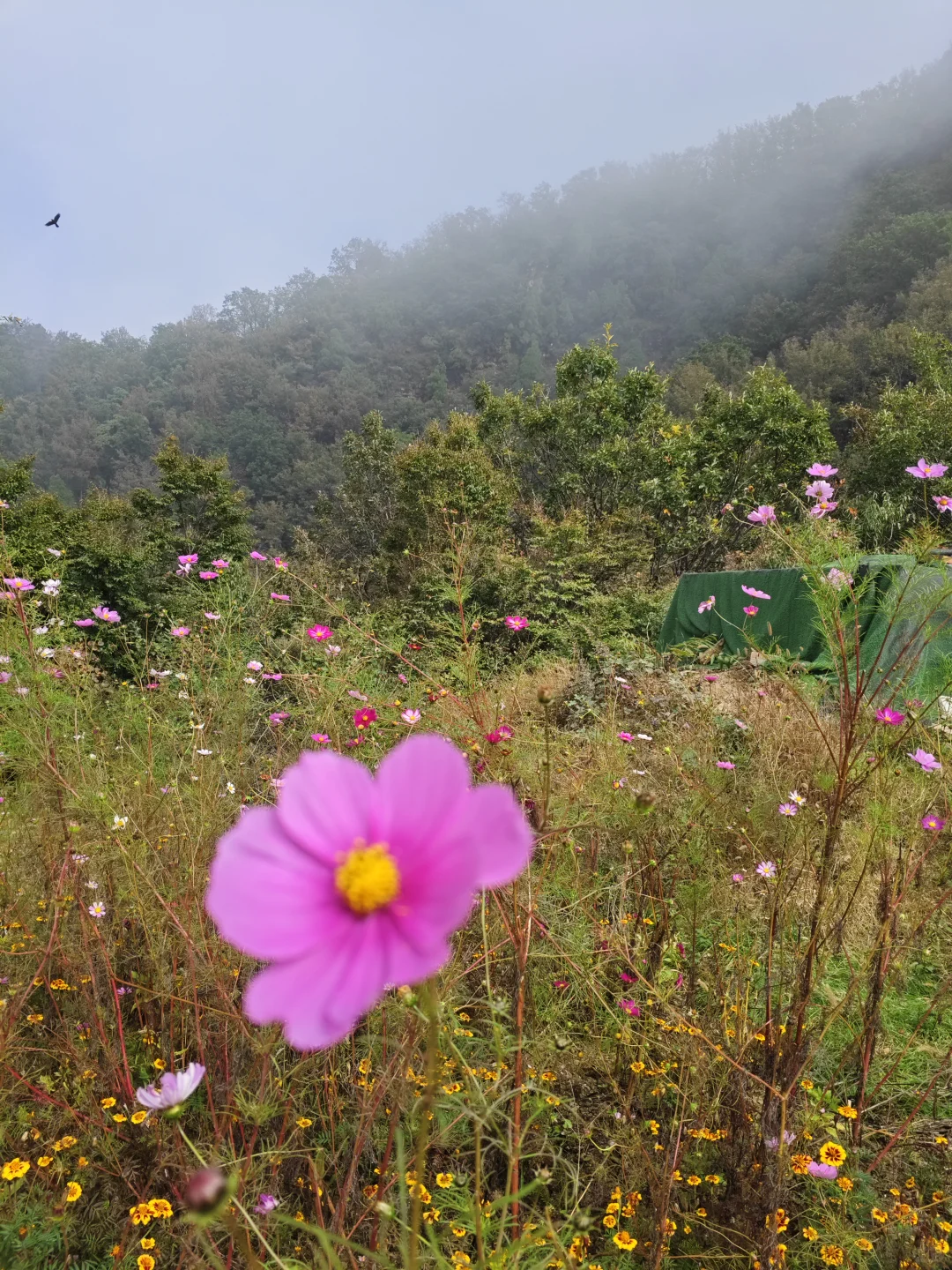 河南最像仙界的景点📍天界山一日游攻略