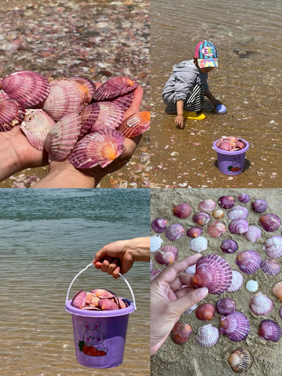比养马岛好玩100倍！🐚根本捡不完