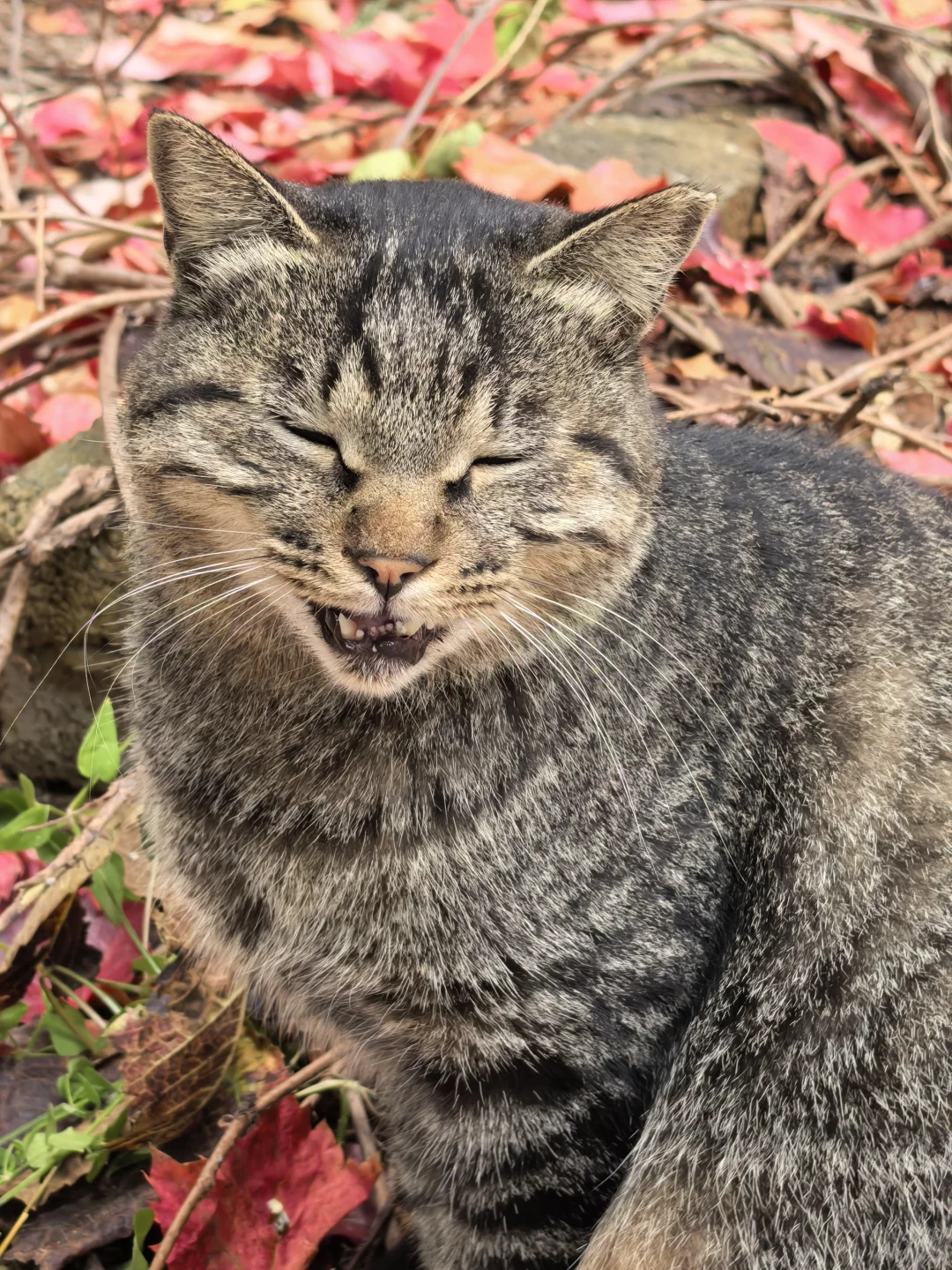 10.16日大连实况|秋天的大连🍁