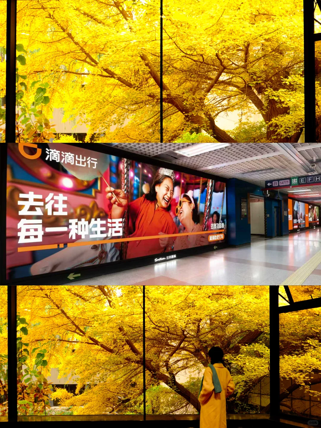 秋天如果来北京🍂我会带你走这条赏秋路线❗️