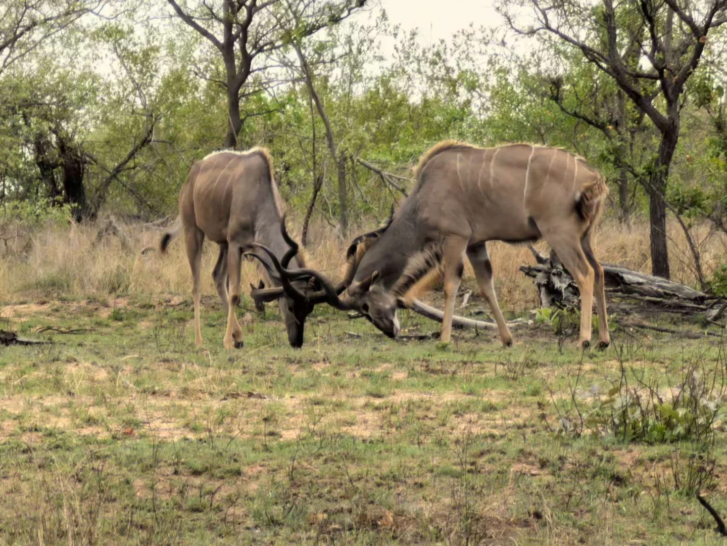 🇿🇦Kurger Safari集齐big five