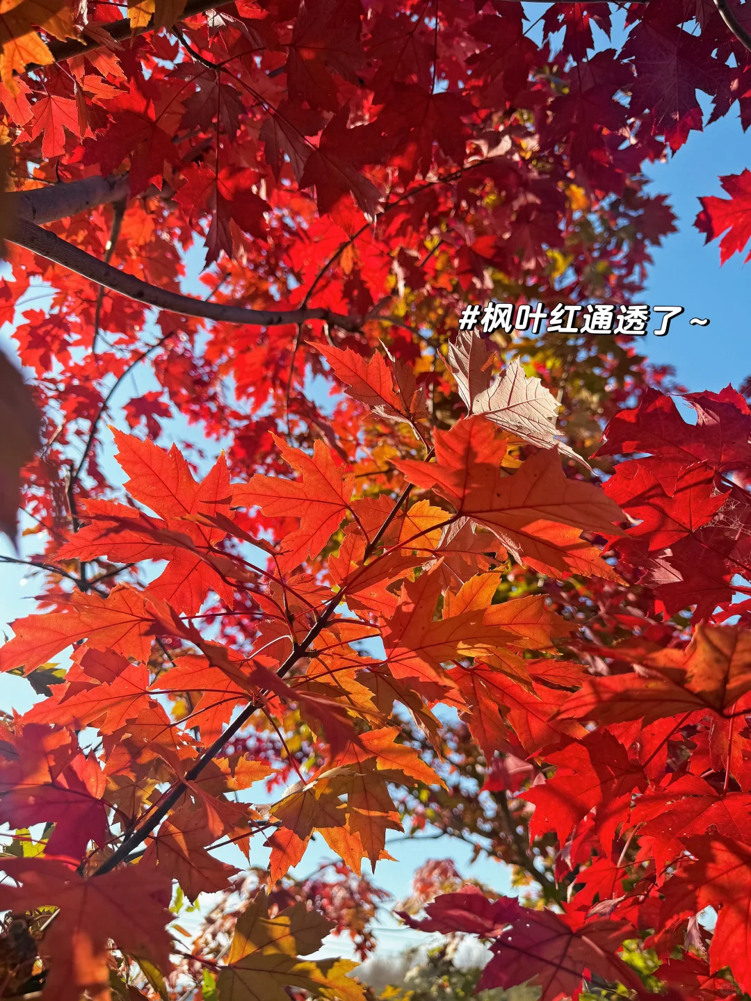 10.14此刻本溪枫叶季已封神🍁｜附两个免费点