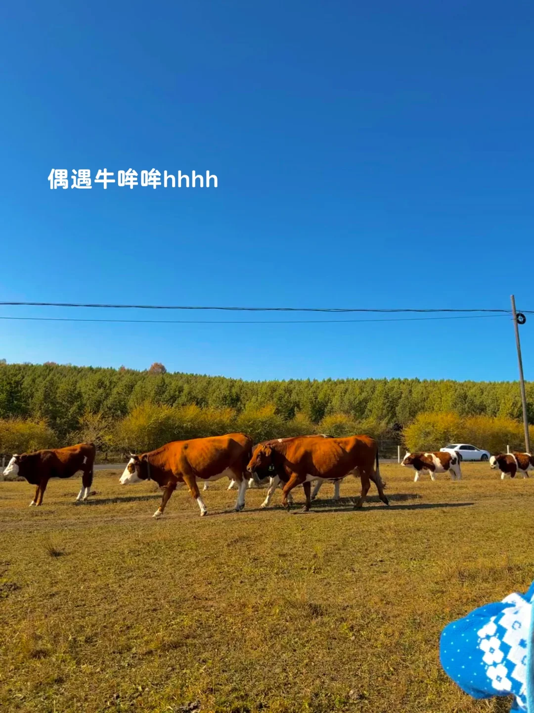 10.3塞罕坝!御道口!实况!!好美!!(攻略)