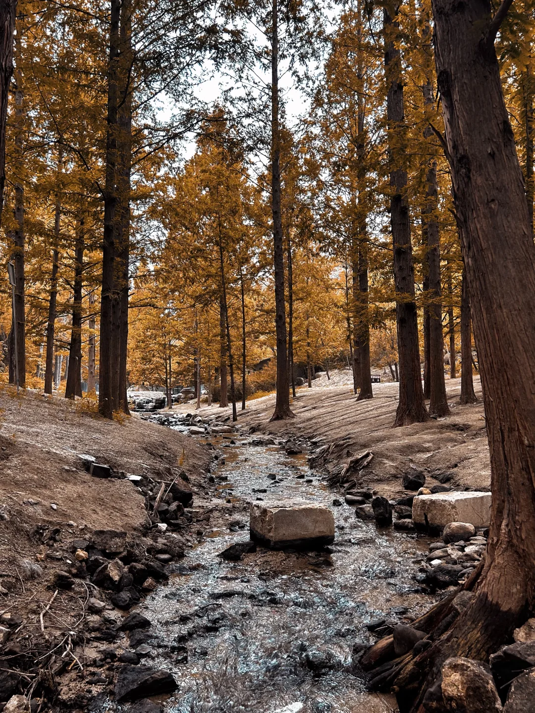 接下来的北平之秋🍂这几个地方便是人间天堂
