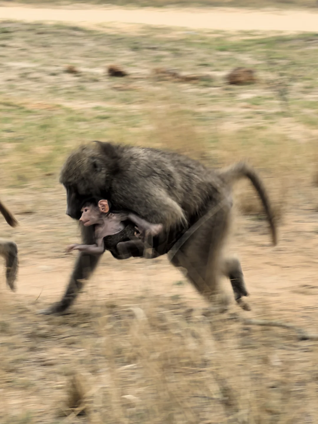 🇿🇦Kurger Safari集齐big five
