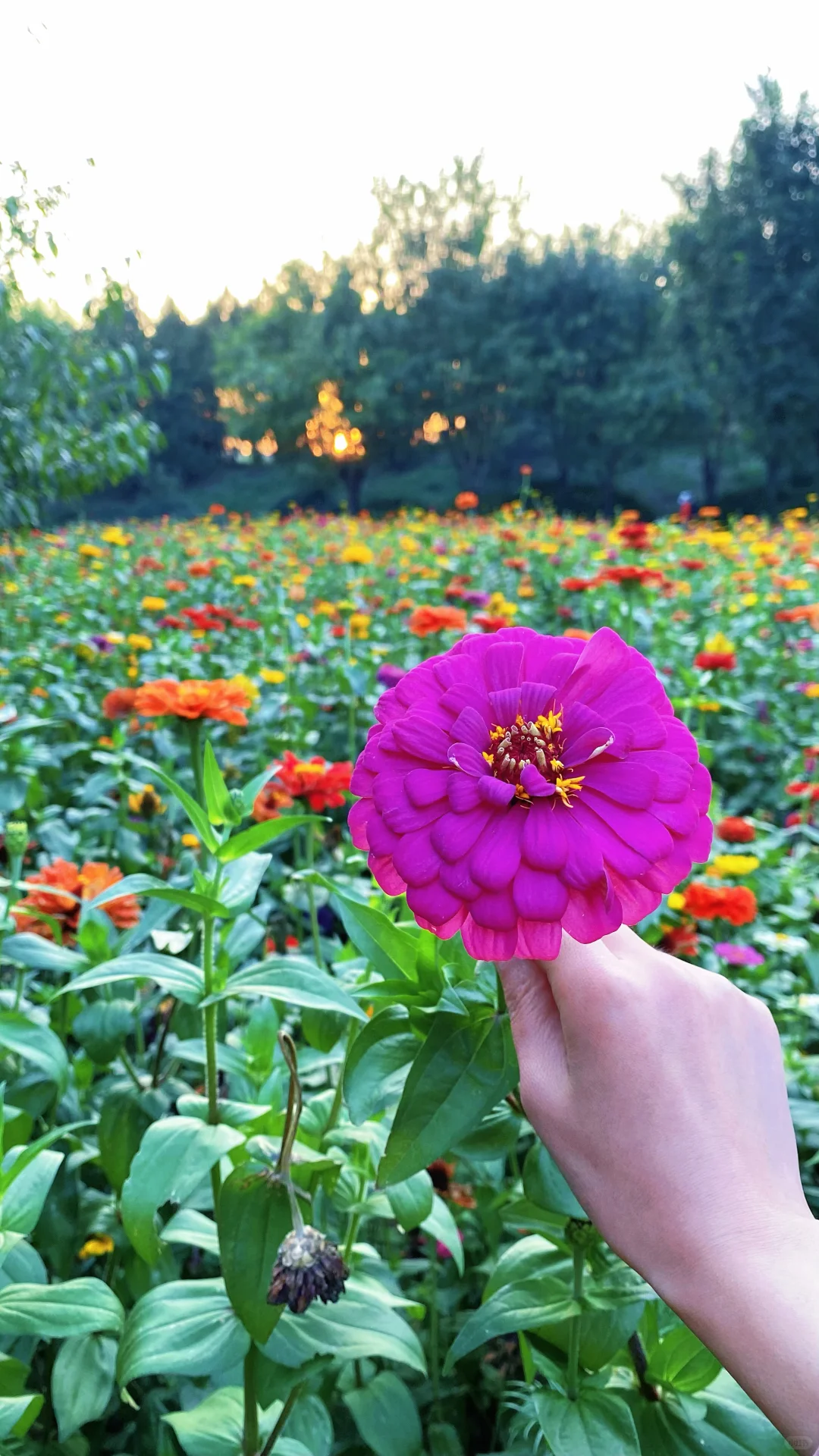 秋 | 油画般的圆明园花海美疯了🍂