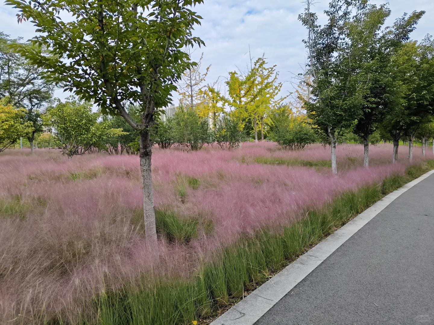 小北湖景区的路修好啦