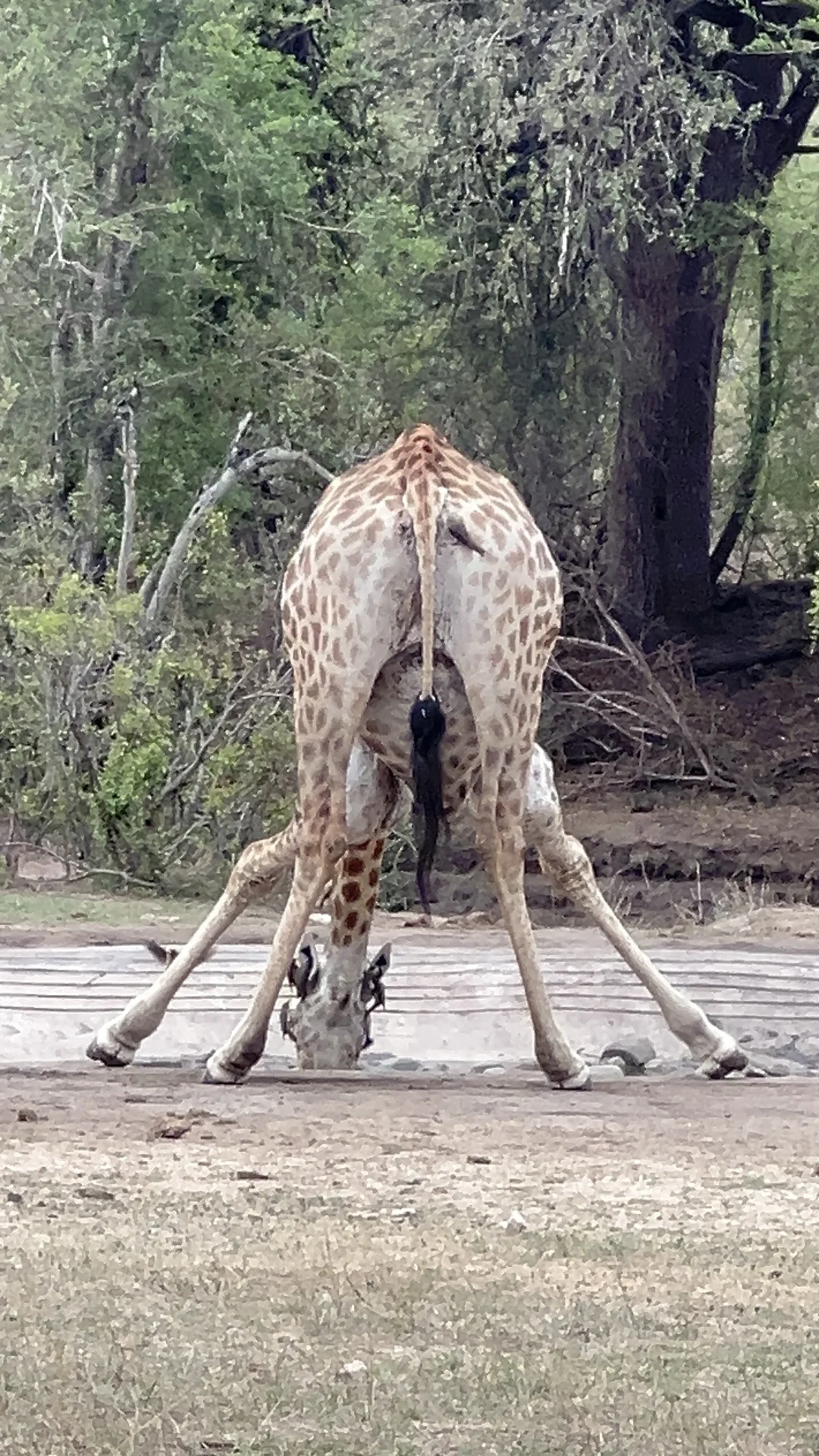 🇿🇦Kurger Safari集齐big five