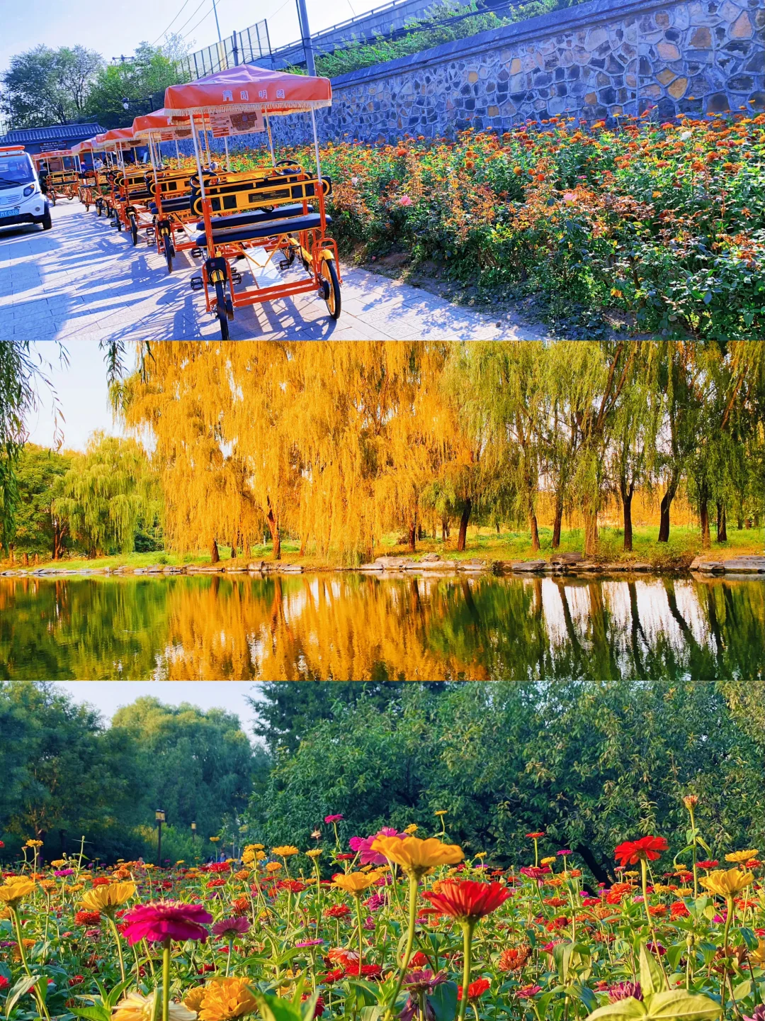 秋 | 油画般的圆明园花海美疯了🍂