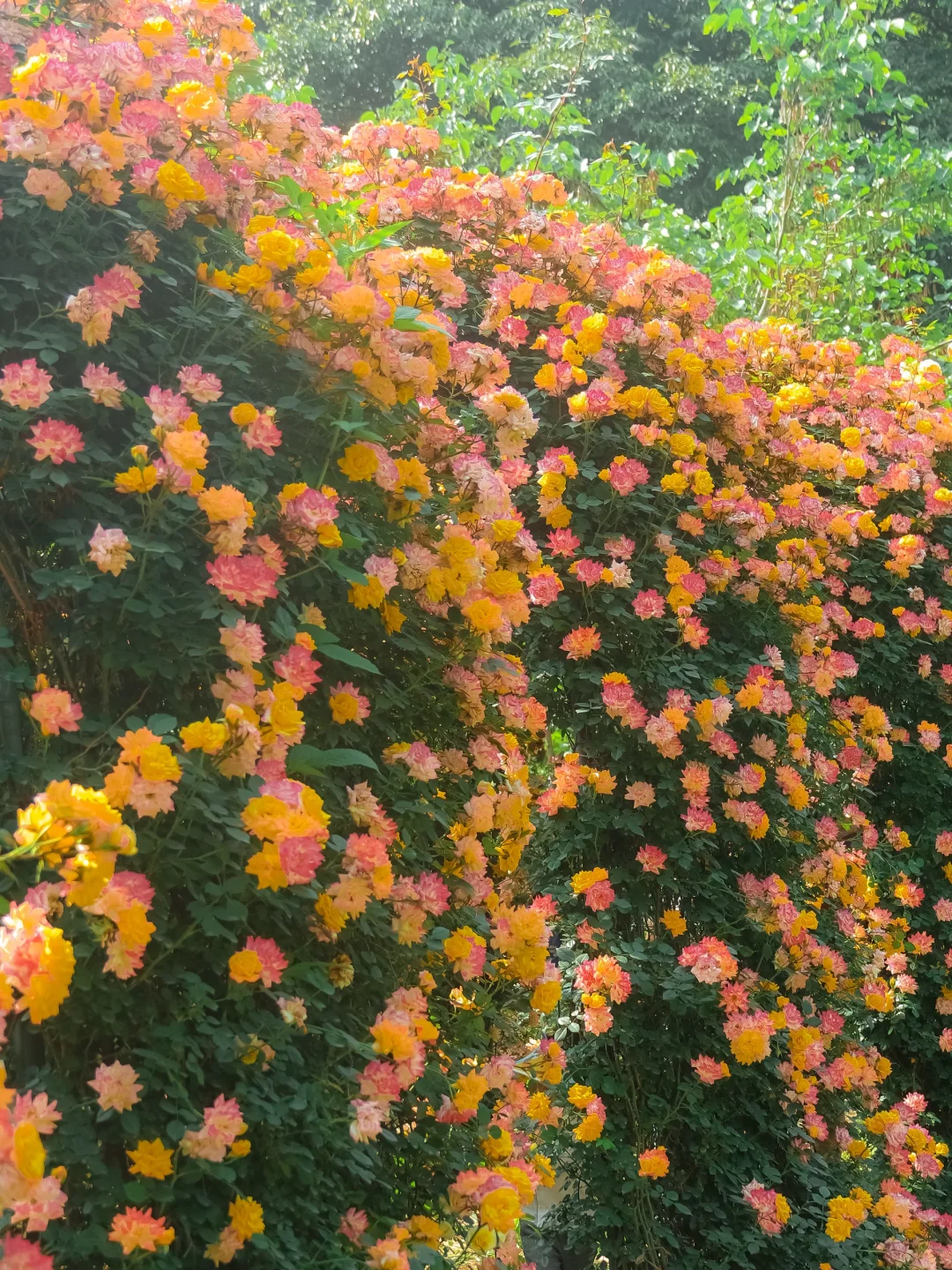 本来以为春熙路已经很好逛了。。。。。。。