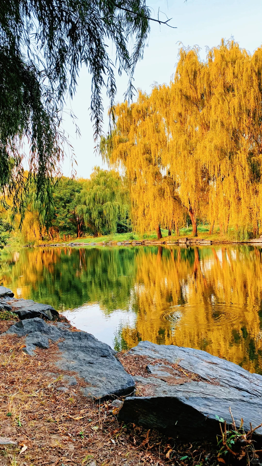 秋 | 油画般的圆明园花海美疯了🍂