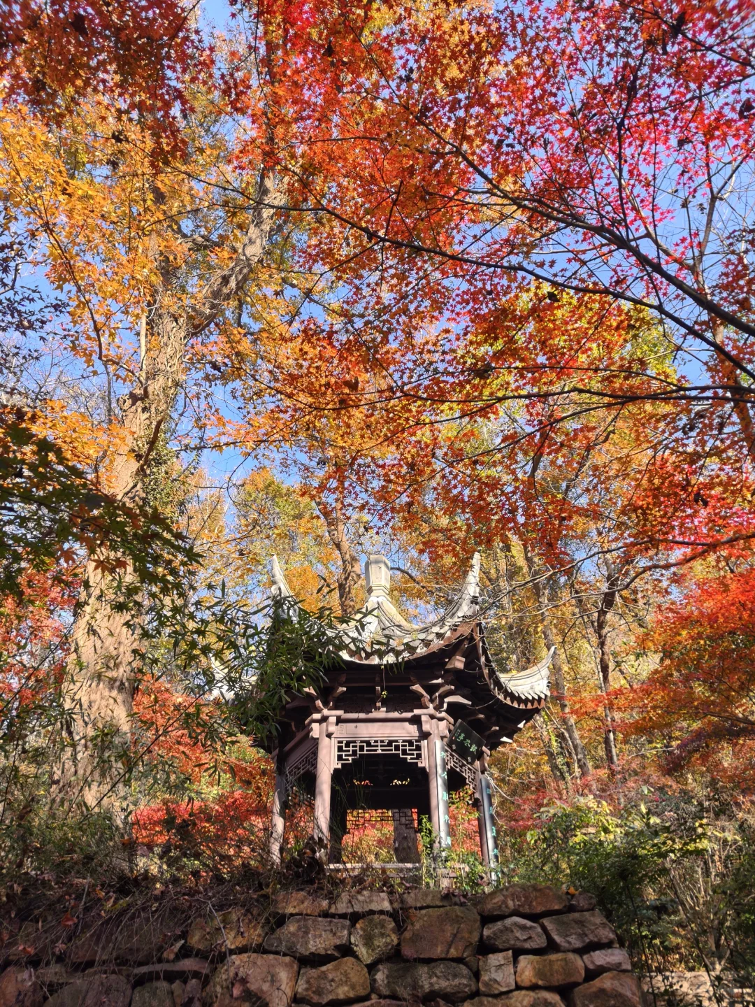接下来南京的秋色是栖霞山给的🍁