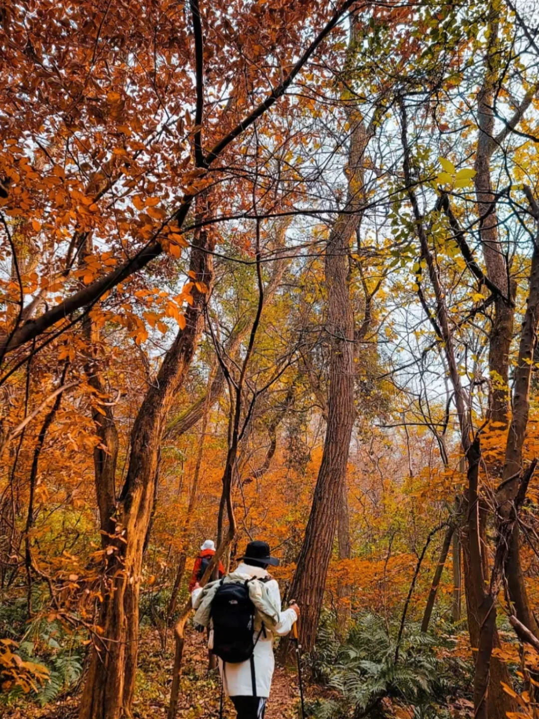 接下来的北平之秋🍂这几个地方便是人间天堂