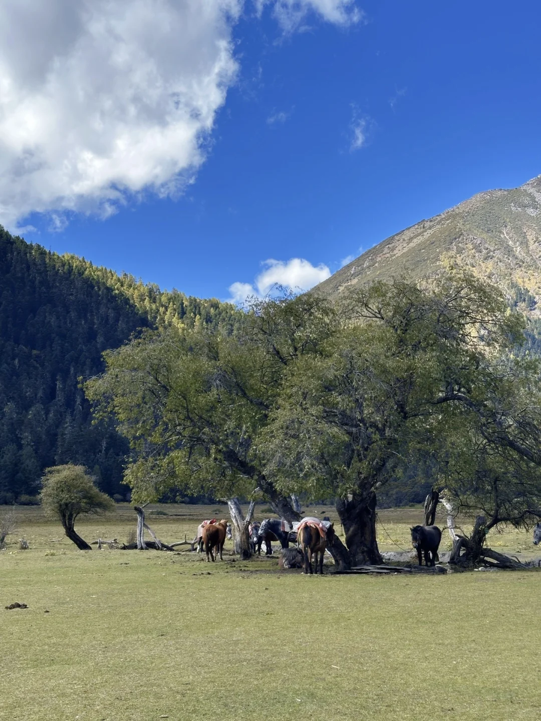 川西小众美景，承包整个景区