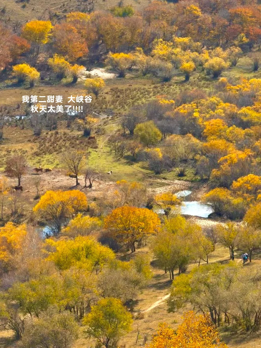 10.3塞罕坝!御道口!实况!!好美!!(攻略)