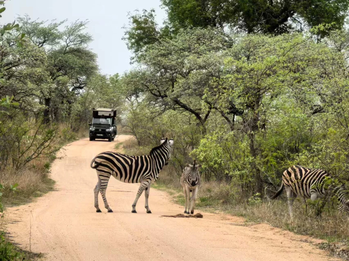🇿🇦Kurger Safari集齐big five
