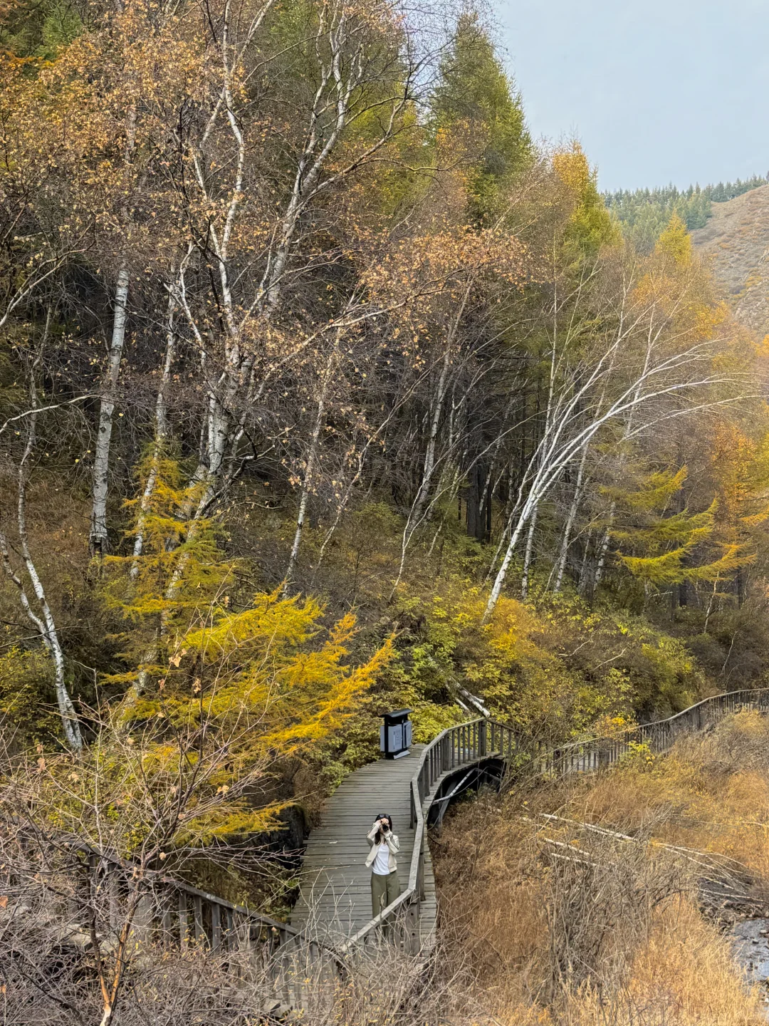 石家庄出发！这么美的童话杉林没人知道🍂