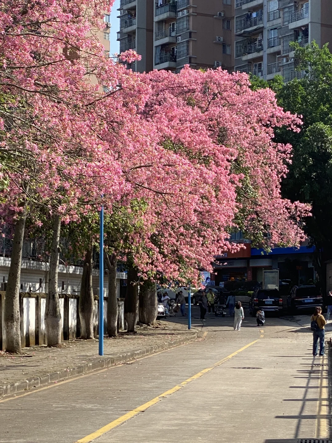 “后来我便逢人就说…秋天的广州有多美‼”