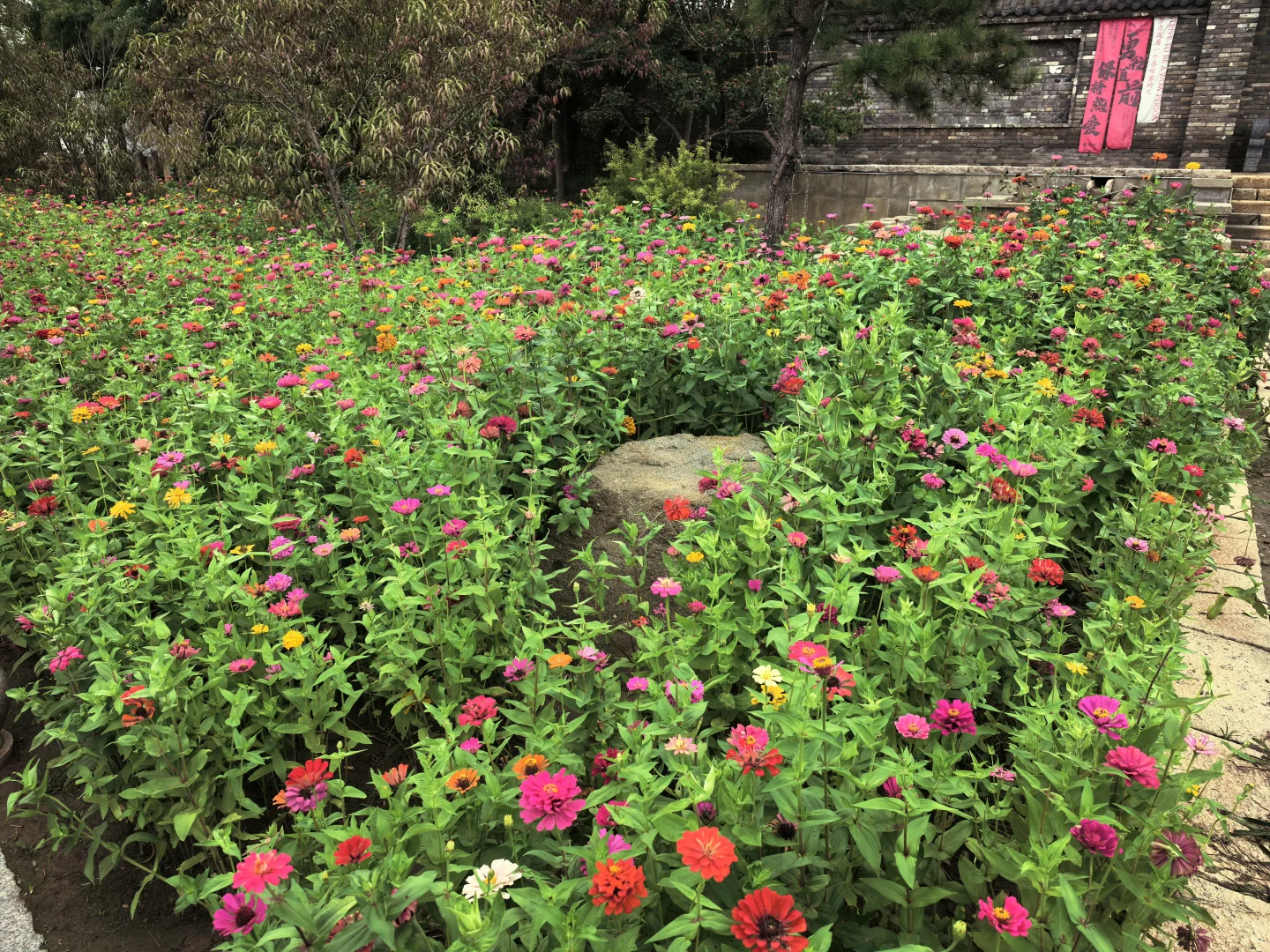 不知道去哪里玩，邯郸免费景点千亩花海