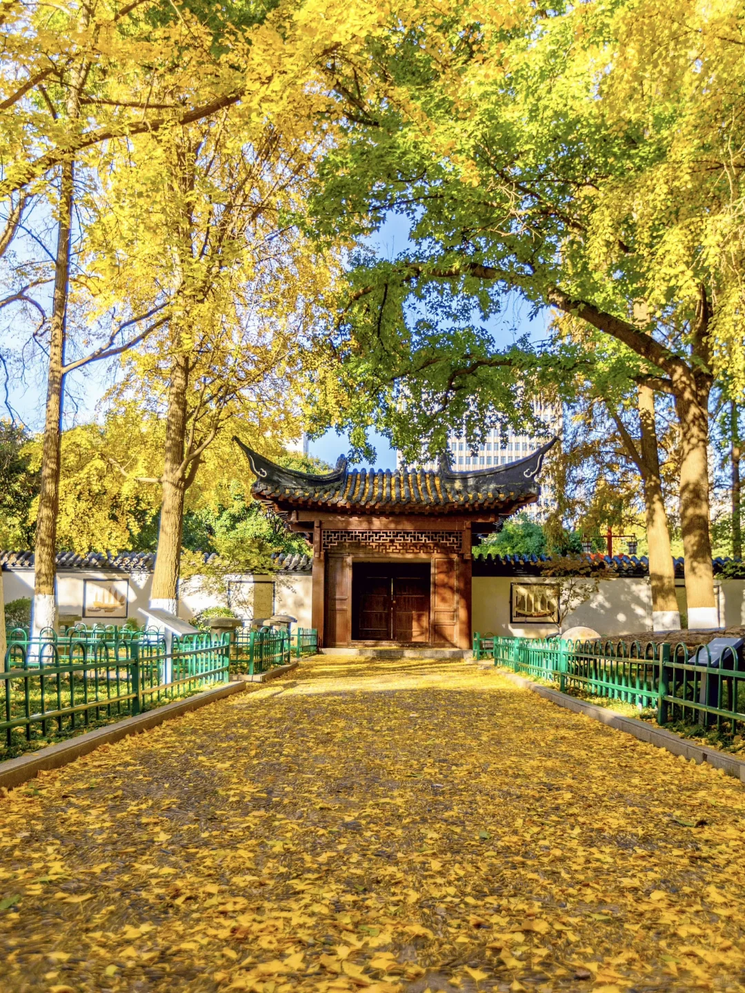 我宣布没有一座城市比南京更懂秋天！附机位
