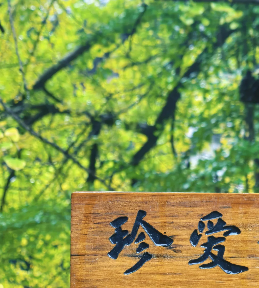 10.19古观音禅寺的银杏