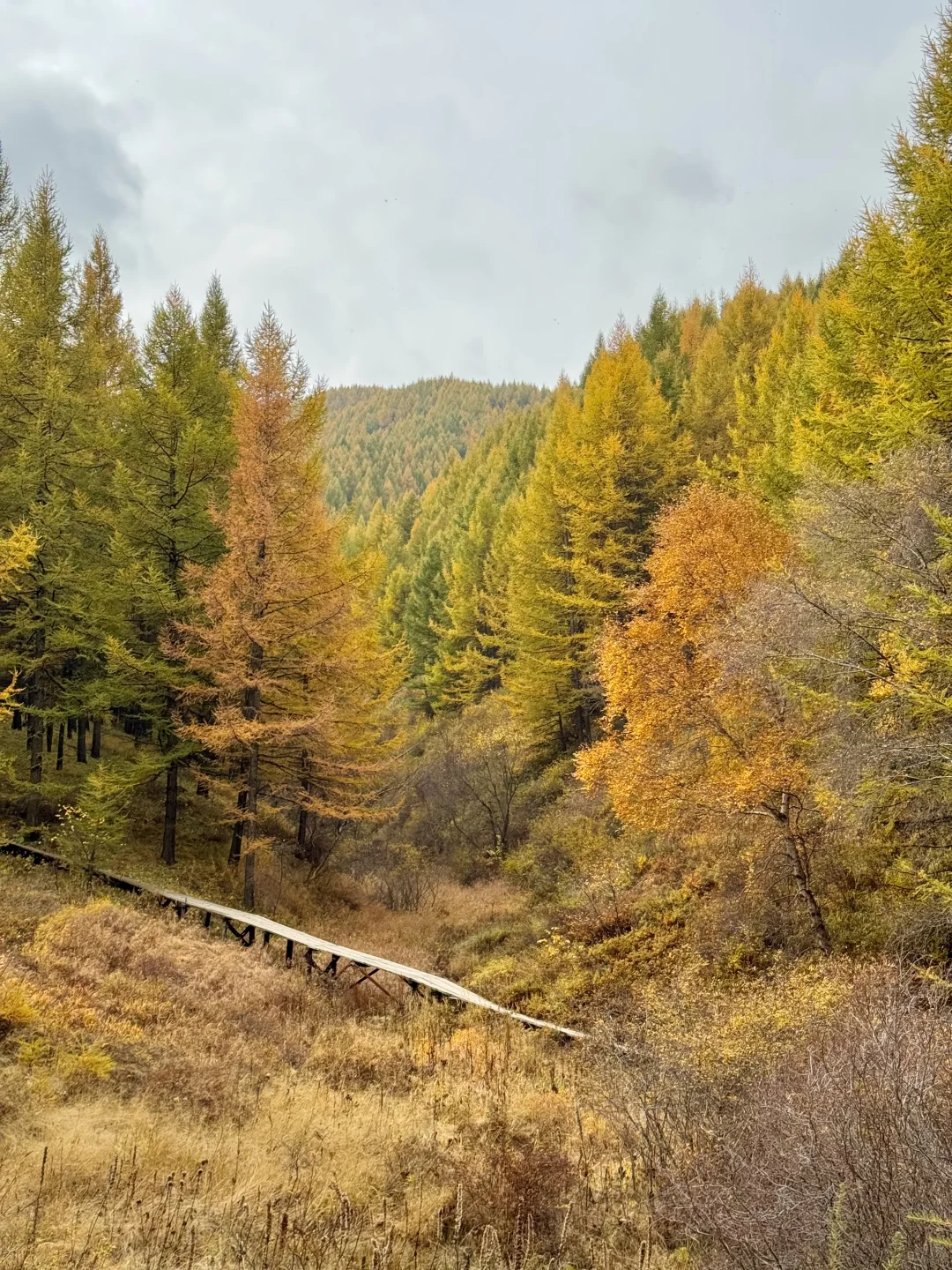 石家庄出发！这么美的童话杉林没人知道🍂