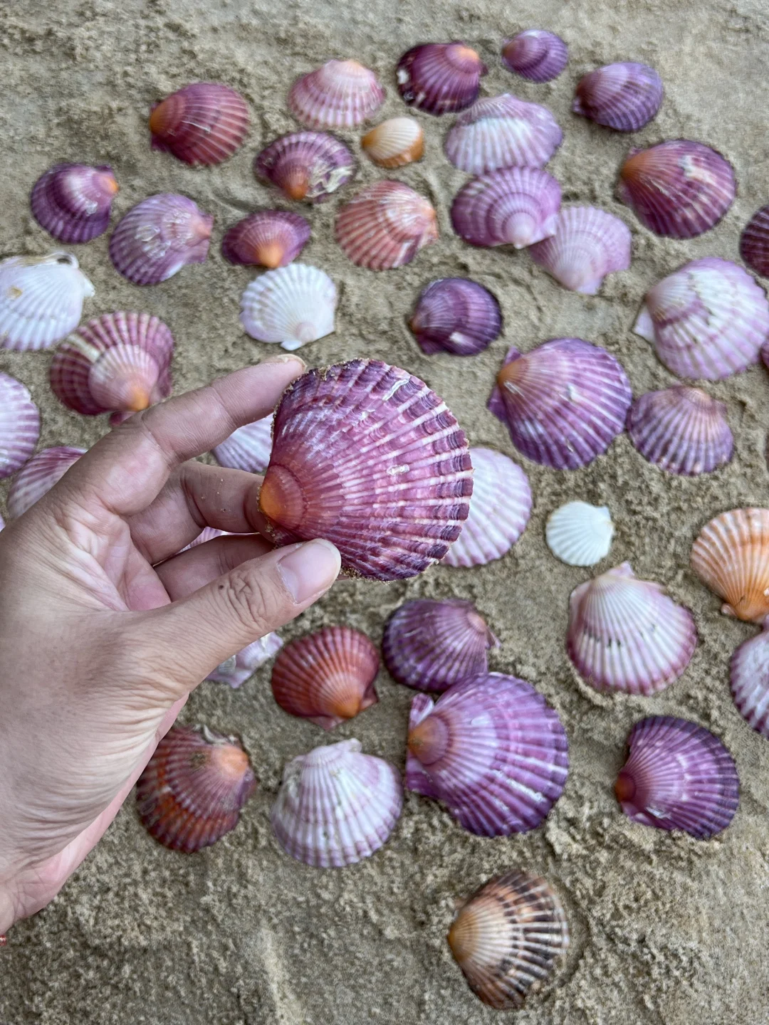 比养马岛好玩100倍！🐚根本捡不完
