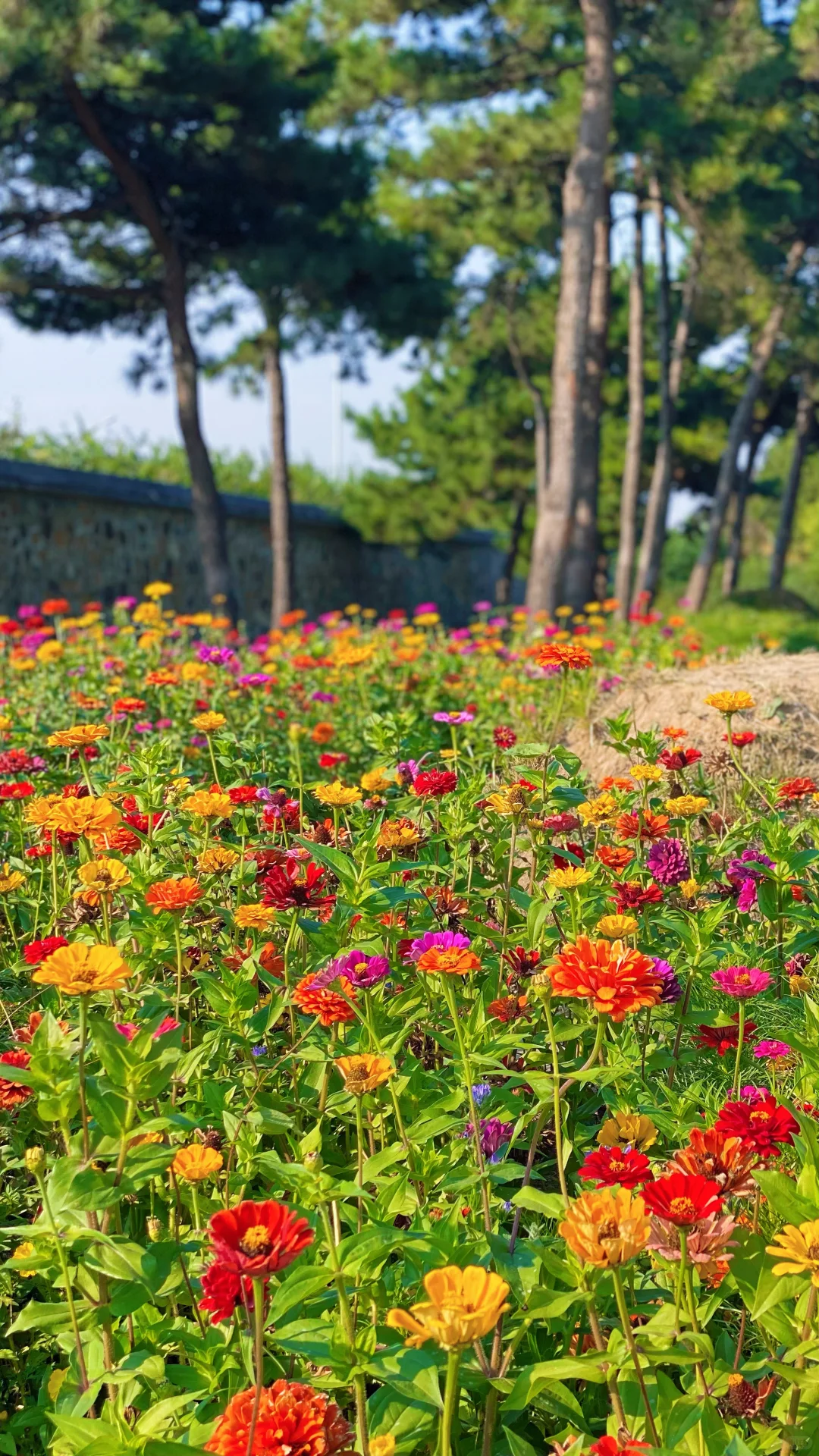 秋 | 油画般的圆明园花海美疯了🍂