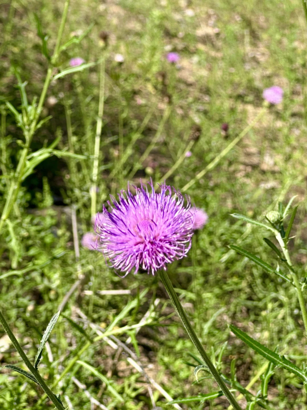 秦岭山与河视频没想到好多人喜欢，图片安排