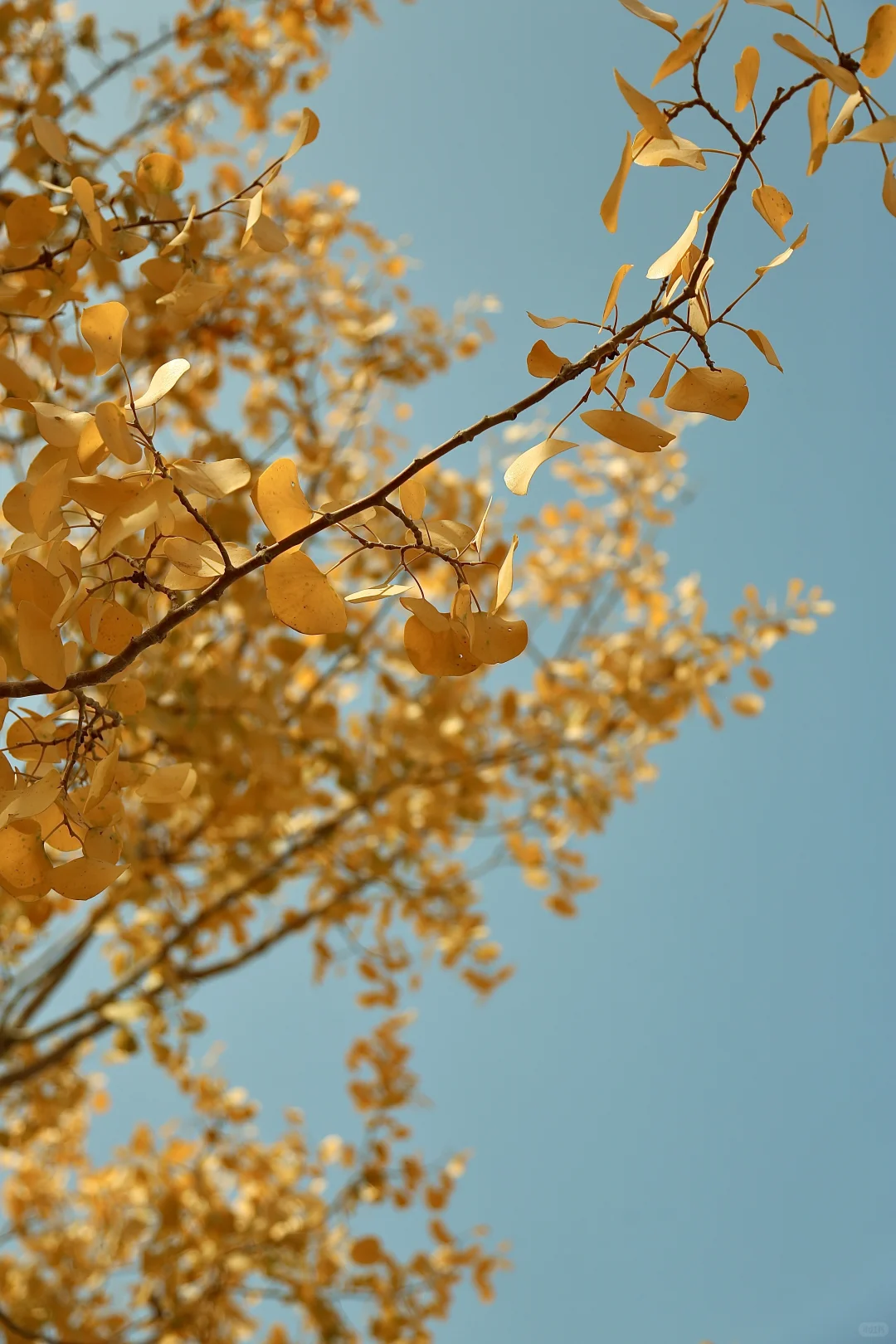 千年胡杨🍂