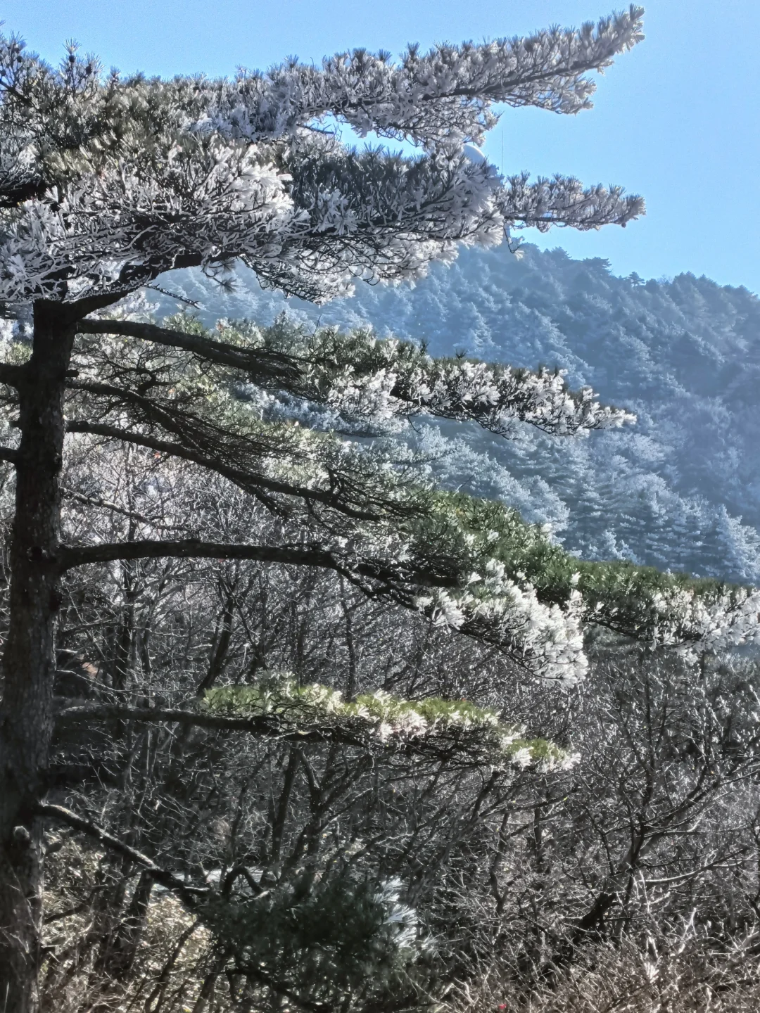 12.08大美黄山！