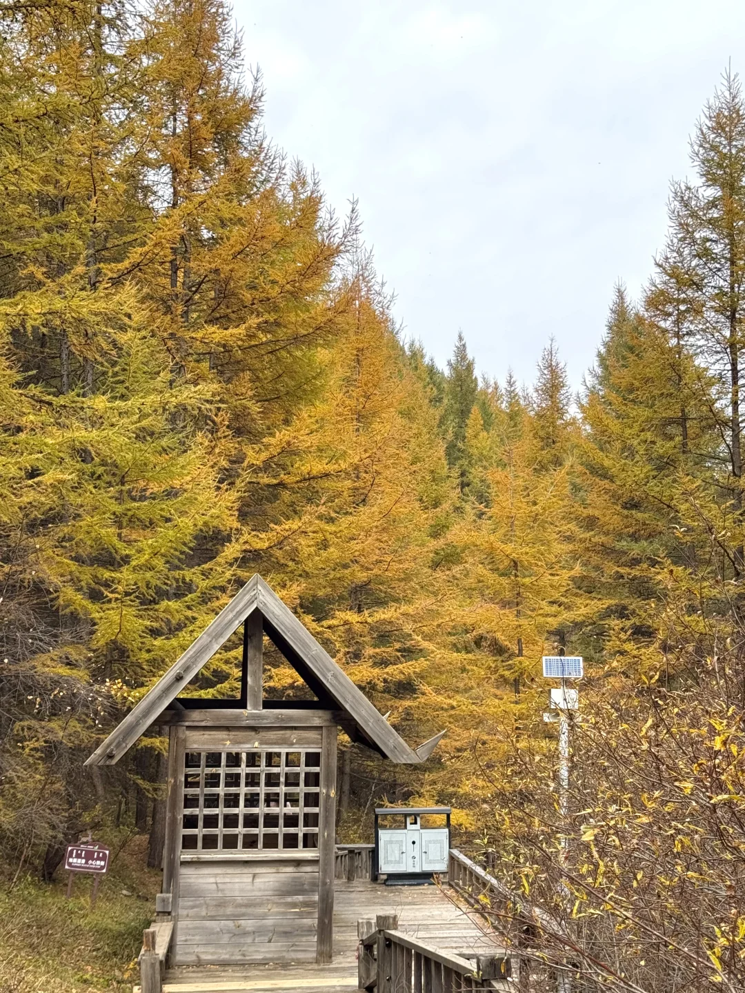 石家庄出发！这么美的童话杉林没人知道🍂