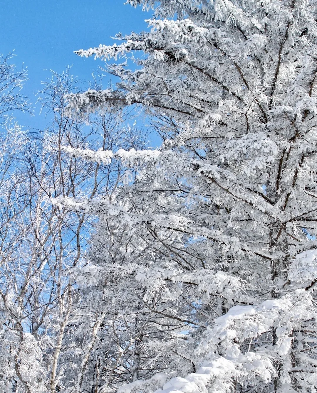 来长白山不踩雷 这么美的雪景怎么能拒绝