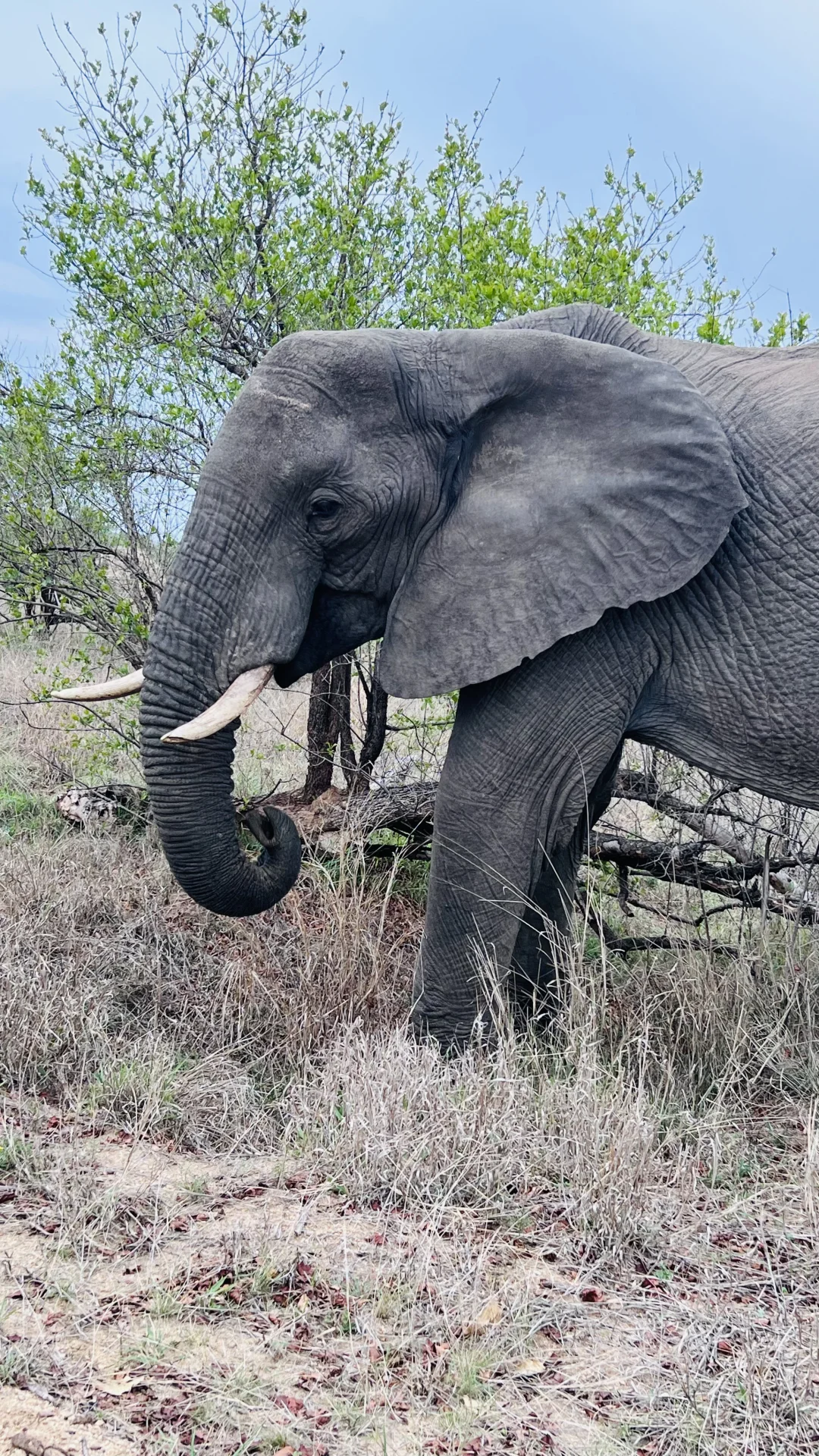 🇿🇦Kurger Safari集齐big five