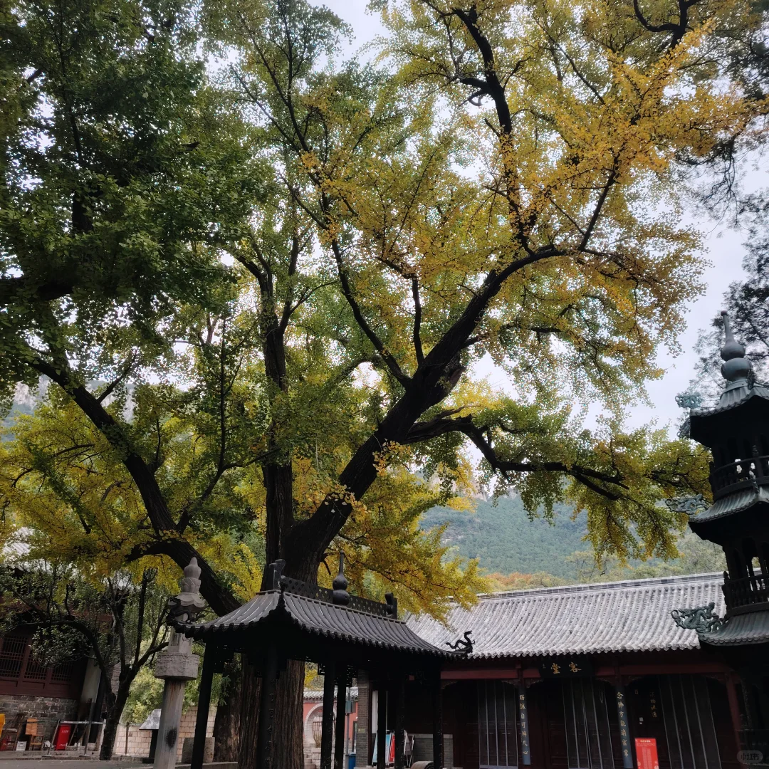 更新济南灵岩寺银杏树渐变记录～25.10.20