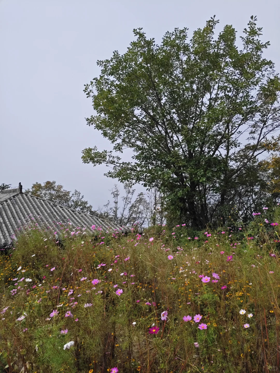 河南最像仙界的景点📍天界山一日游攻略