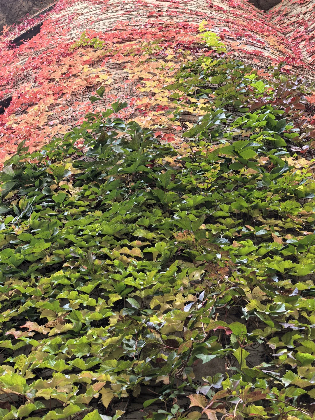 10.16日大连实况|秋天的大连🍁