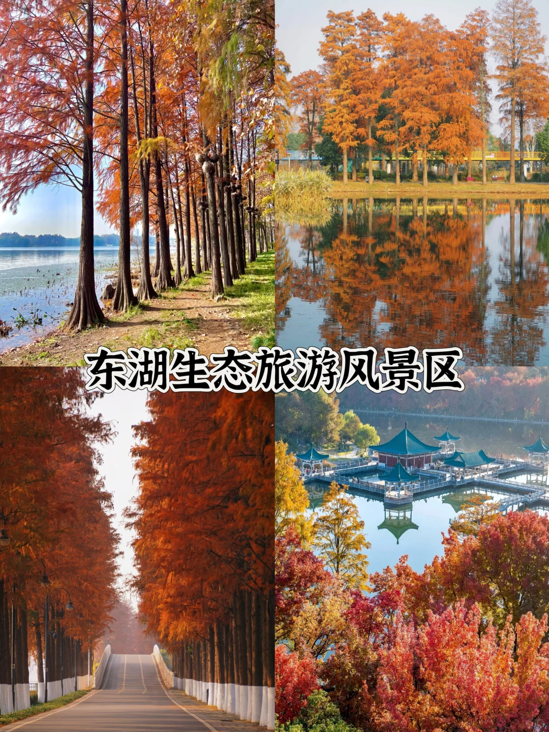 2025武汉赏秋8大打卡地！