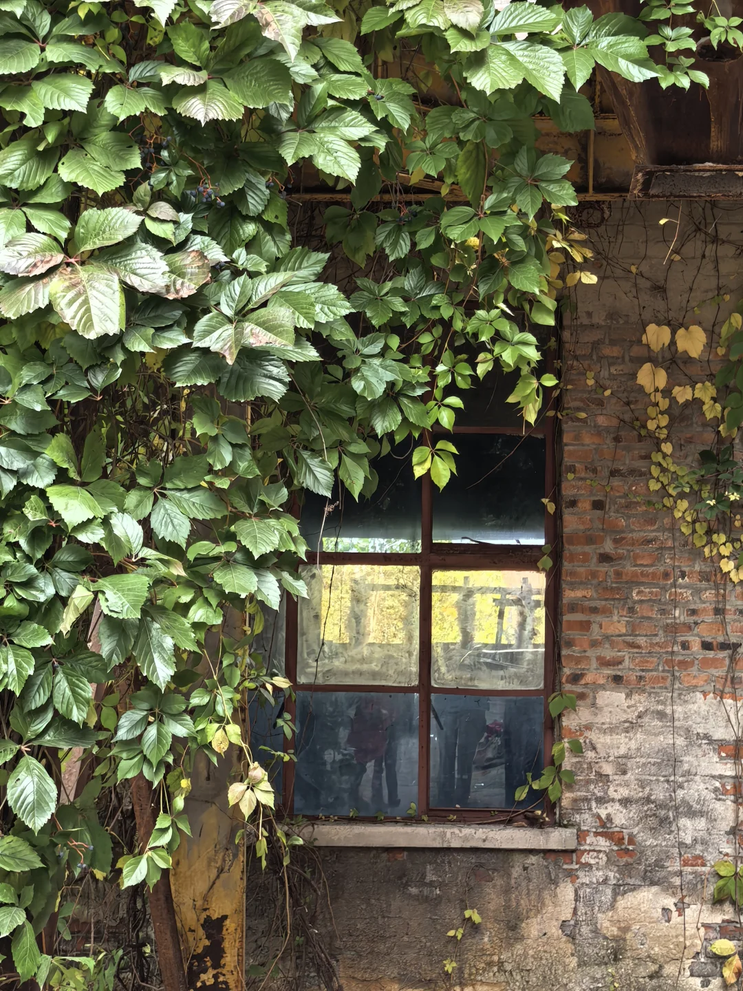 10.16日大连实况|秋天的大连🍁