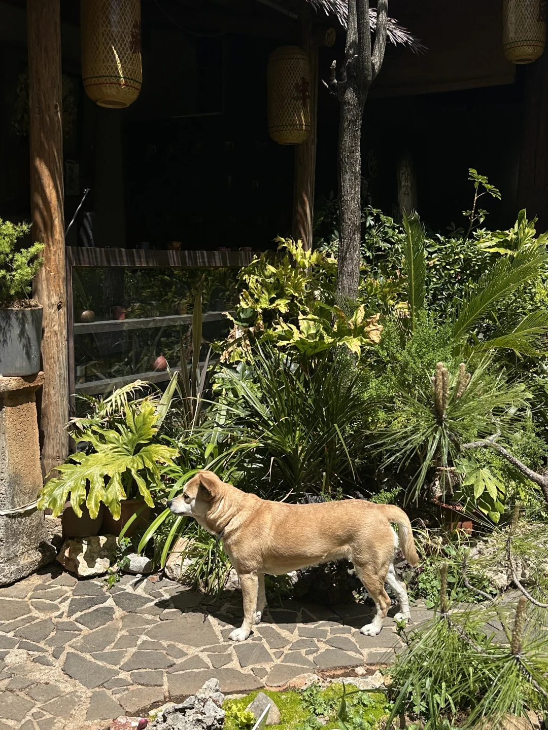 入梦荒野之国｜动漫照进现实的童话小屋🏠