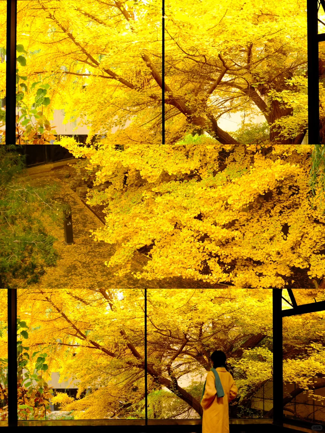 秋天如果来北京🍂我会带你走这条赏秋路线❗️