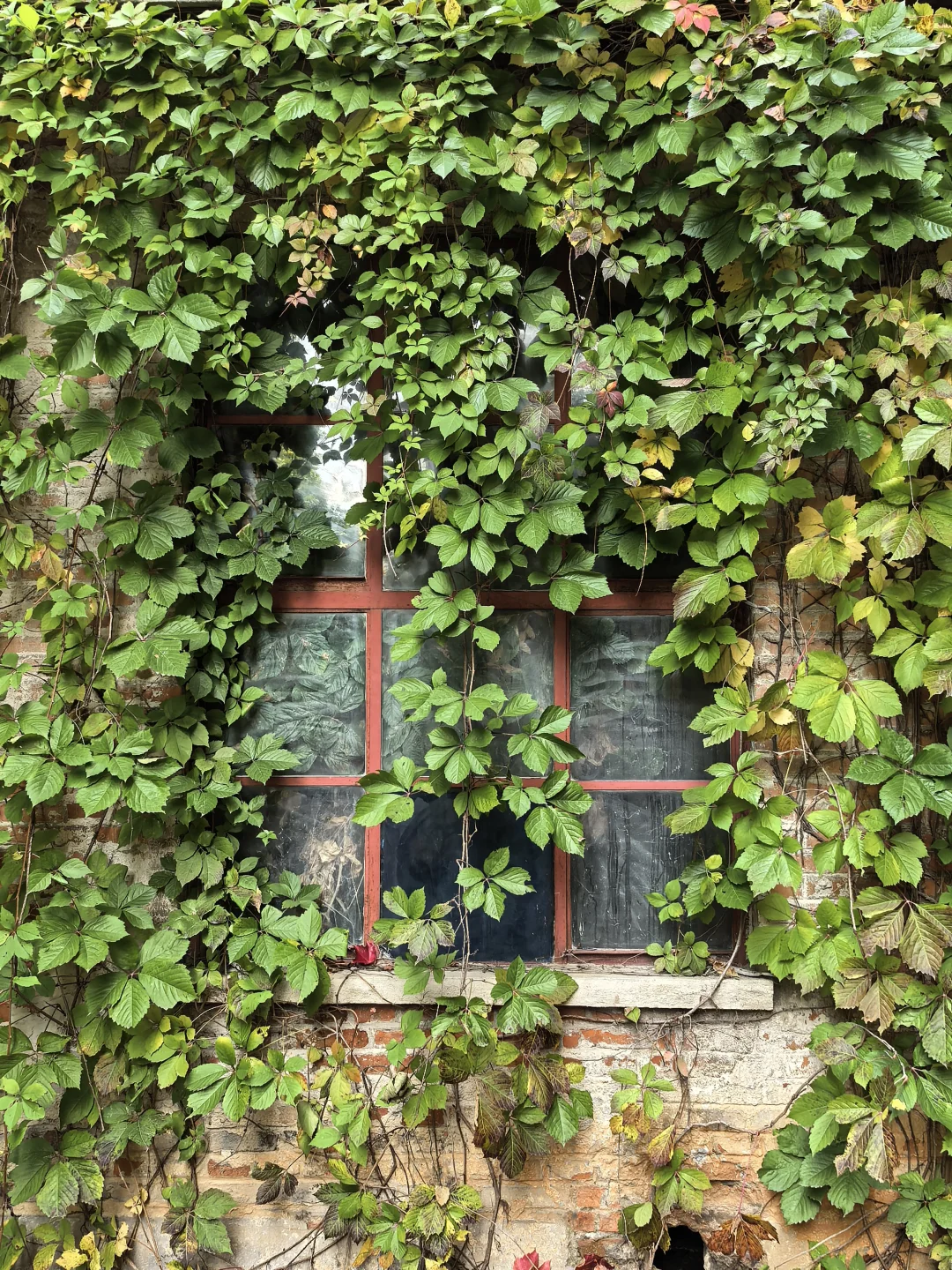 10.16日大连实况|秋天的大连🍁