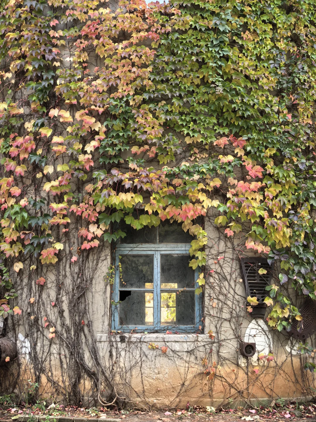 10.16日大连实况|秋天的大连🍁