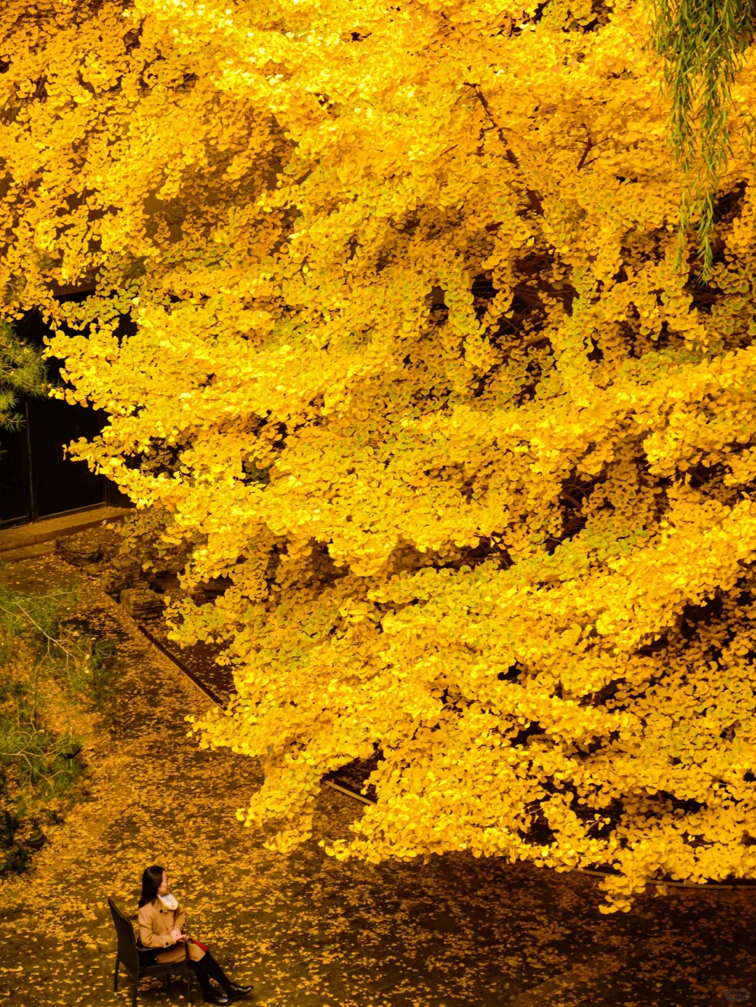 秋天如果来北京🍂我会带你走这条赏秋路线❗️