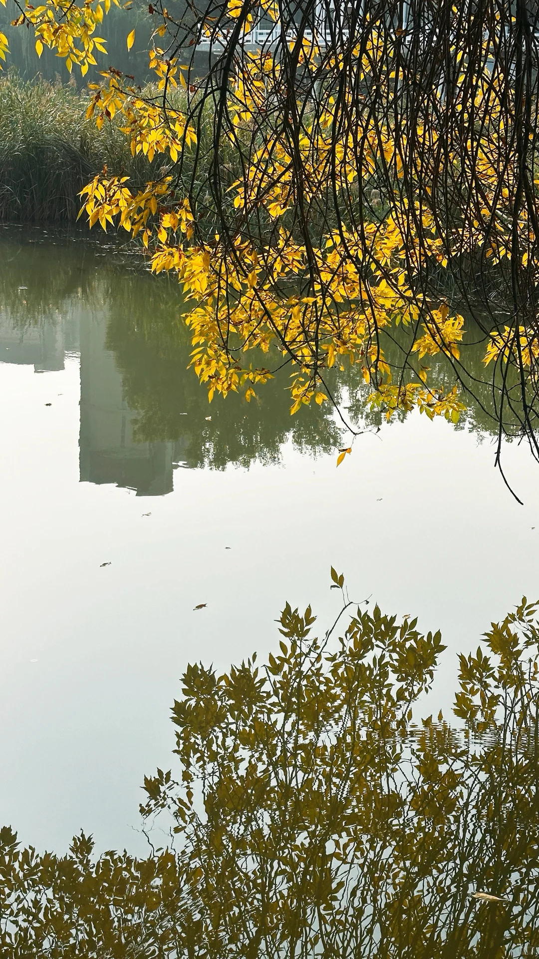 10.15实拍🍁石家庄这个公园的白蜡率先入秋