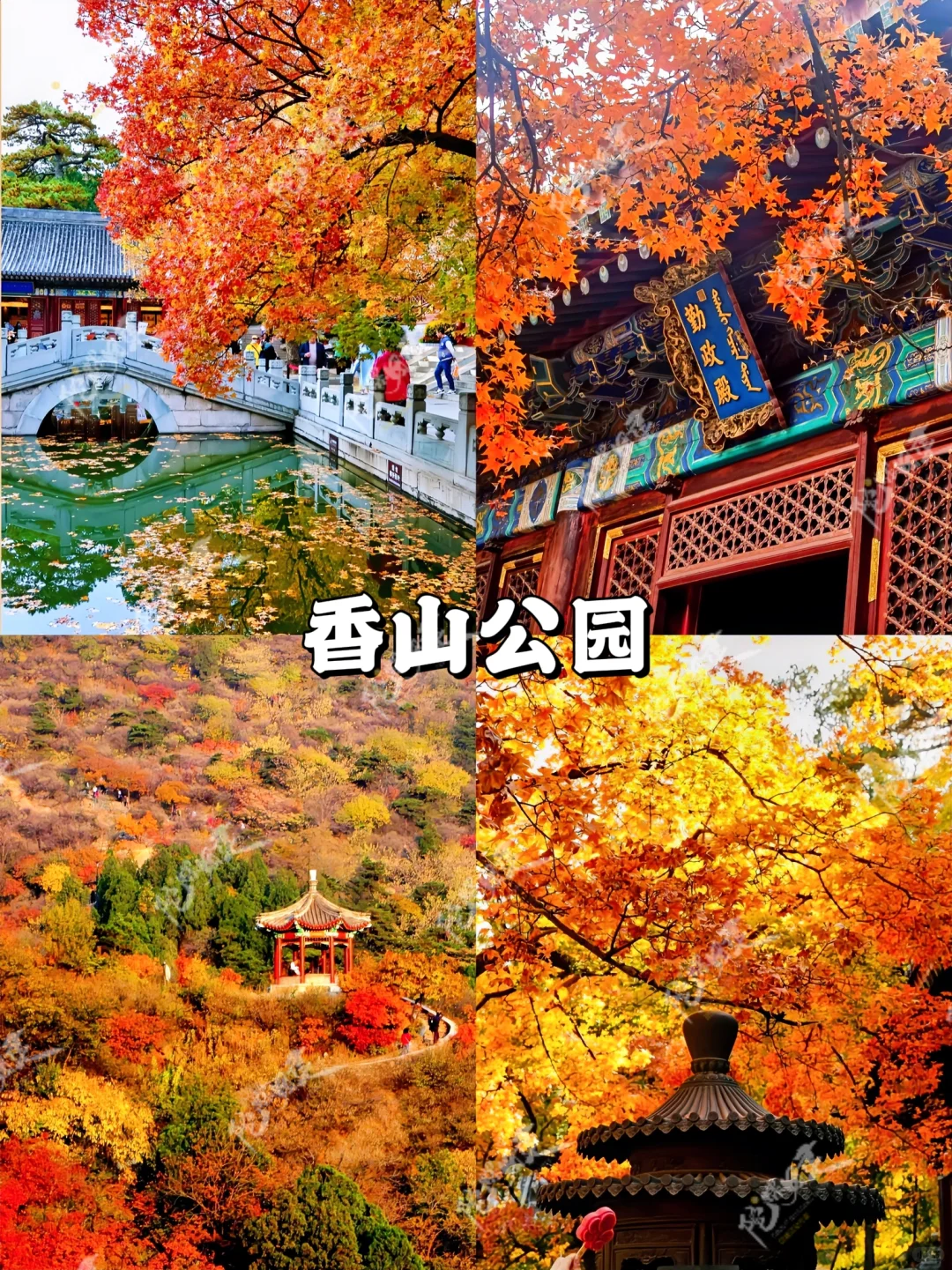9-11月北京赏秋团建🍂大厂同款抄作业❗