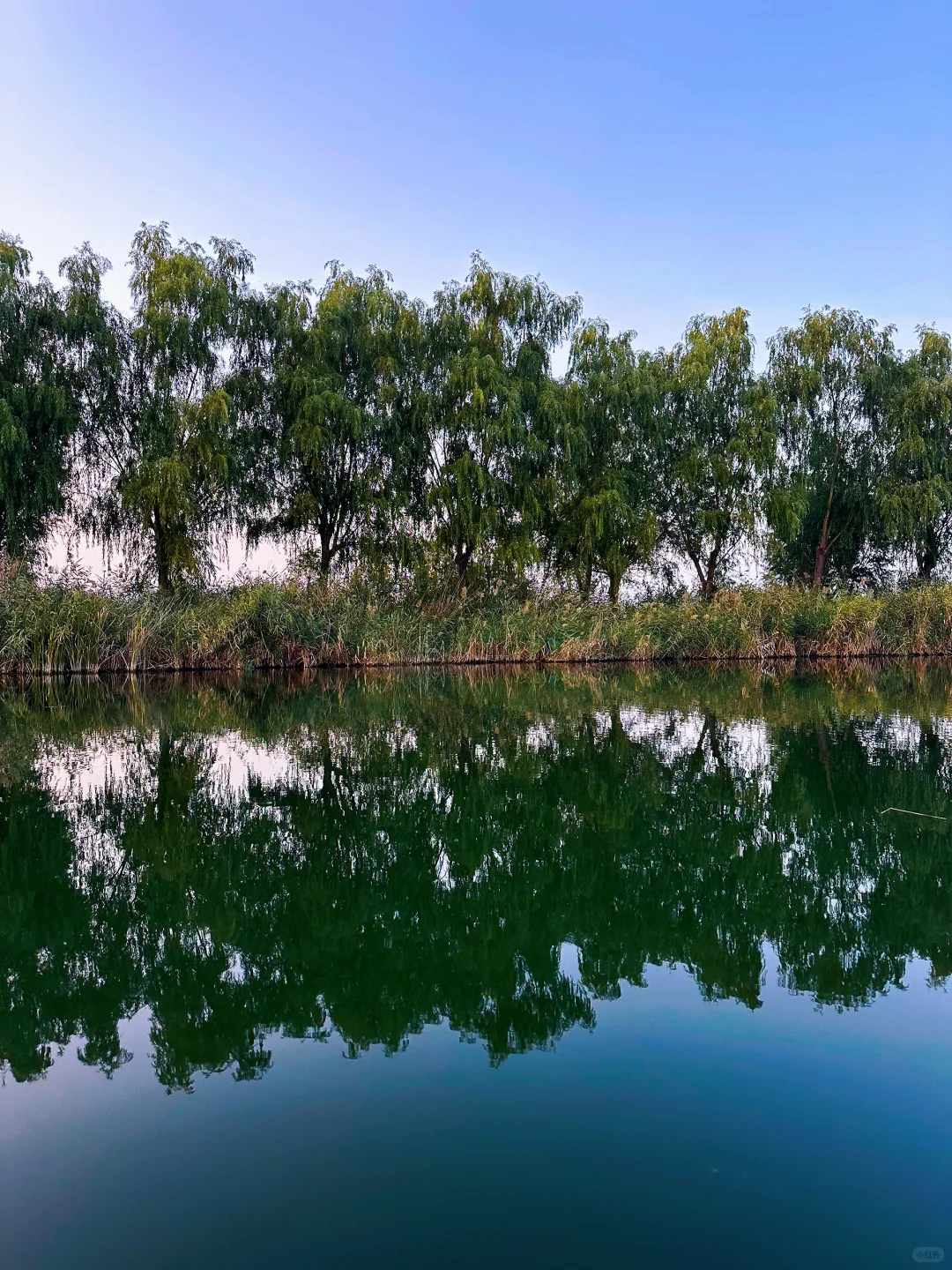 🌾别挤景区了❗️白洋淀的秋日遛娃才惬意🚤
